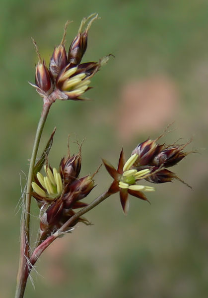 Luzula campestris